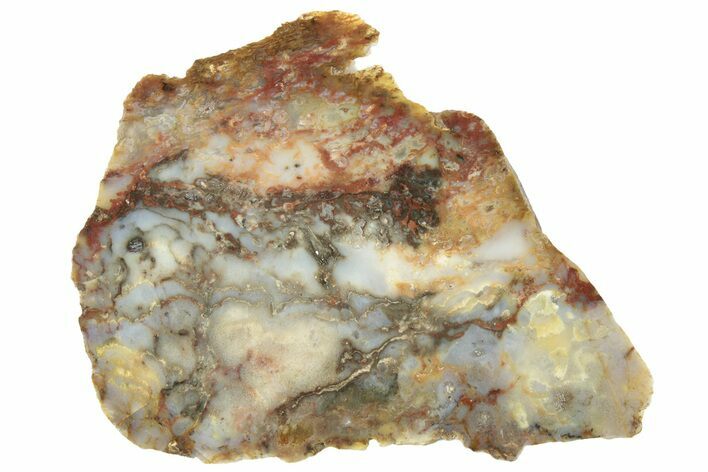 Colorful Petrified Wood Slab - Texas #236499